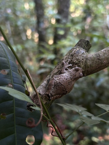 Picos Treefrog, Dendropsophus soaresi