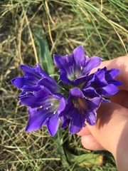 Gentiana decumbens
