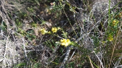 Penaea cneorum