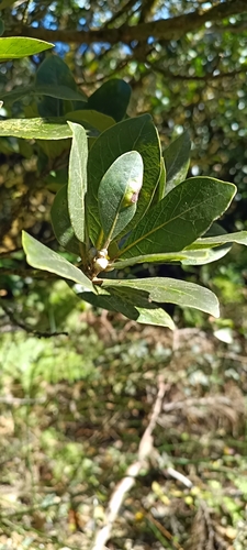 Foto de Louro