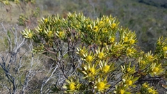Leucadendron modestum