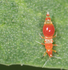 Franklinothrips