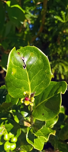 Madeira Holly