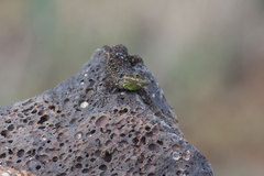 Urosaurus ornatus schottii