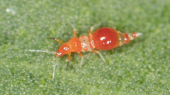 Franklinothrips