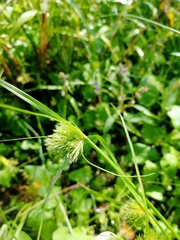 Carex bohemica