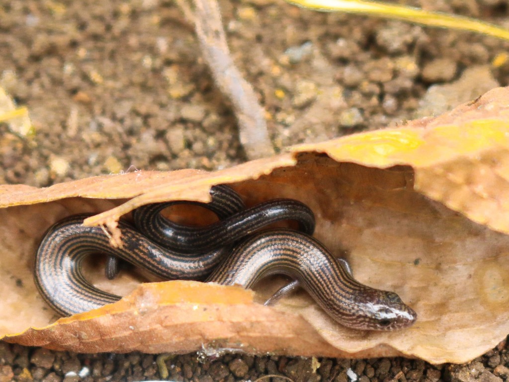 Linnaeus' Writhing Skink