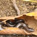 Linnaeus' Writhing Skink - Photo (c) Ramdani, some rights reserved (CC BY-NC), uploaded by Ramdani