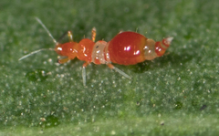 Franklinothrips