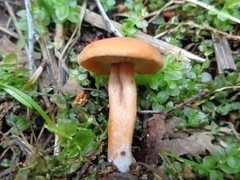 Lactarius subdulcis