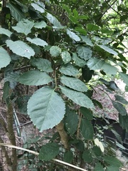 Polyscias guilfoylei