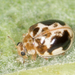 Kidney-spotted Fairy Lady Beetle - Photo no rights reserved