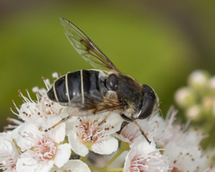 Eristalis obscura
