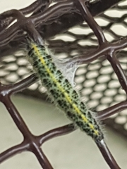 Pieris brassicae