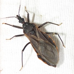 Triatoma rubida
