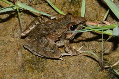 Ptychadena oxyrhynchus