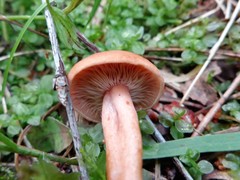 Lactarius subdulcis
