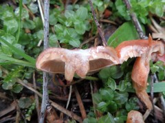 Lactarius subdulcis