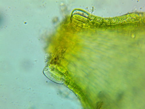 Sematophyllum demissum observed 2025-03-01