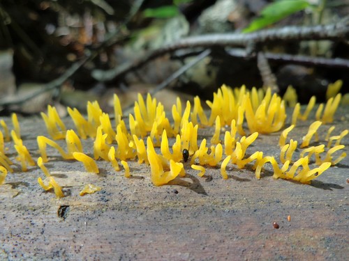 Mažasis Tampriagrybis nuotrauka