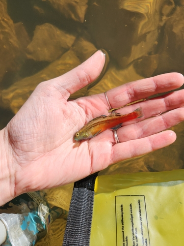Bandfin darter (Etheostoma zonistium) — Percidae