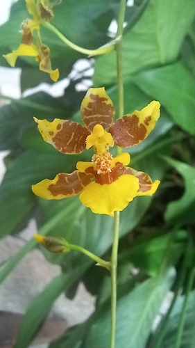 Foto de Chuva-de-ouro