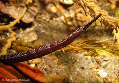 Vanacampus poecilolaemus