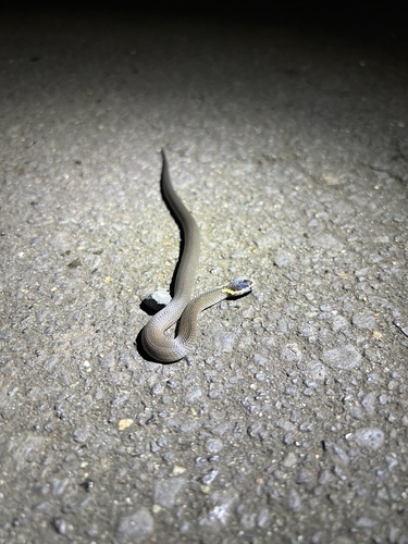 Golden-crowned Snake sighting