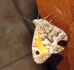 Hipparchia aristaeus