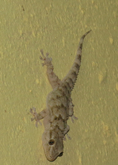 Tarentola mauritanica