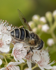 Eristalis obscura