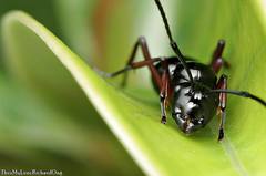 Polyrhachis rastellata
