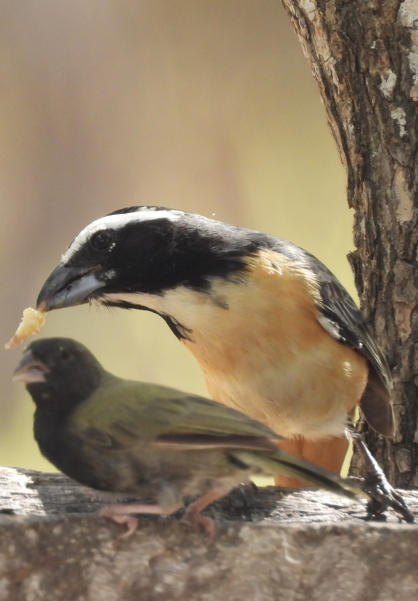 Orinoco Saltator (Saltator orenocensis), photo 7