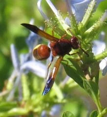 Rhynchium oculatum