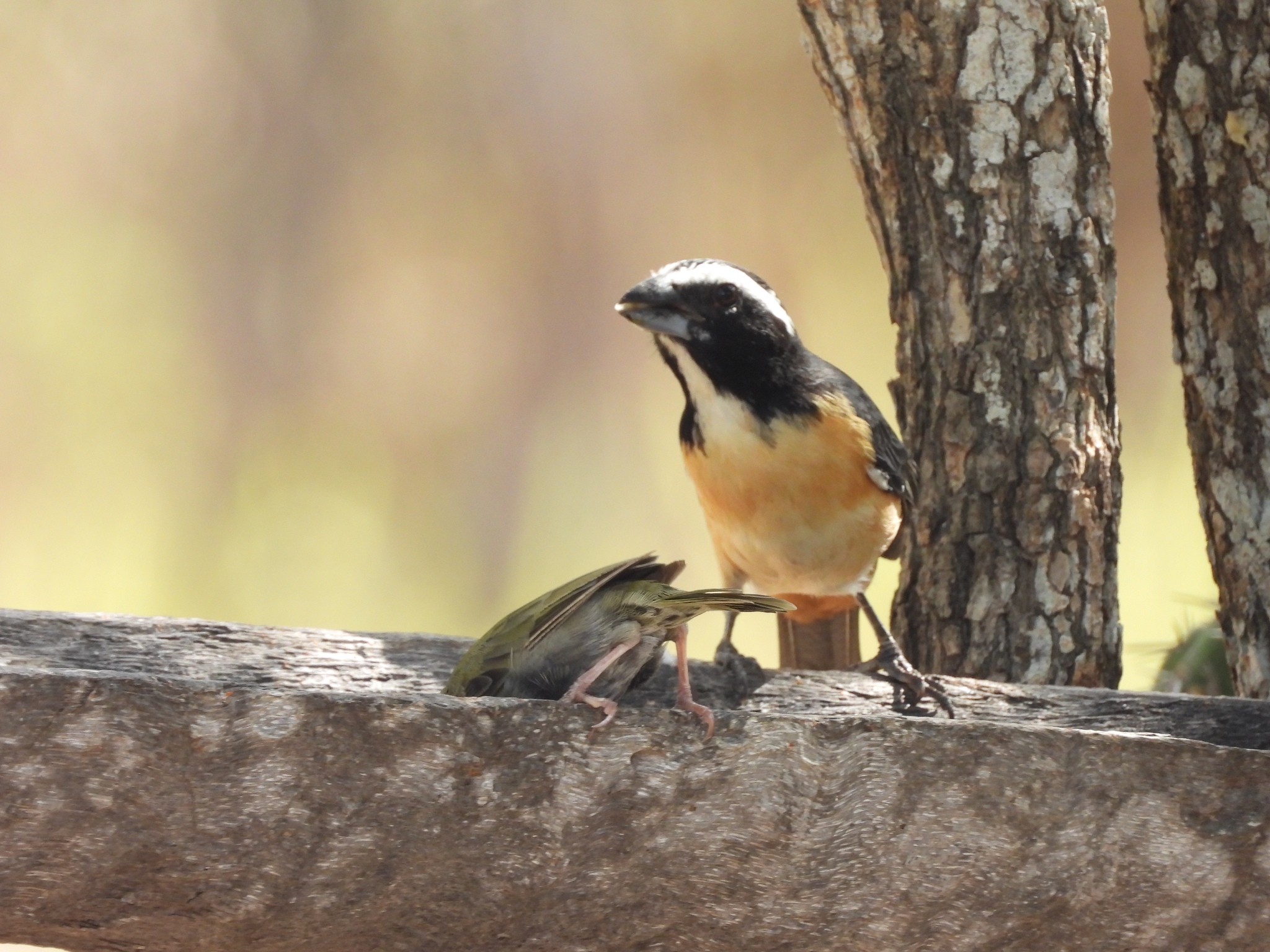Orinoco Saltator (Saltator orenocensis), photo 8