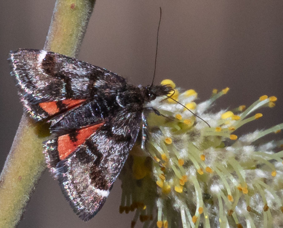 Hoary Pyrausta