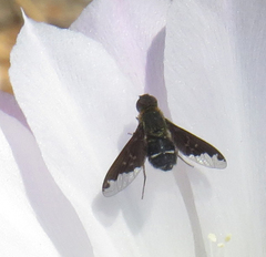 Hemipenthes velutina