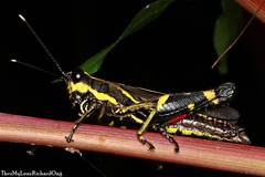 Traulia azureipennis