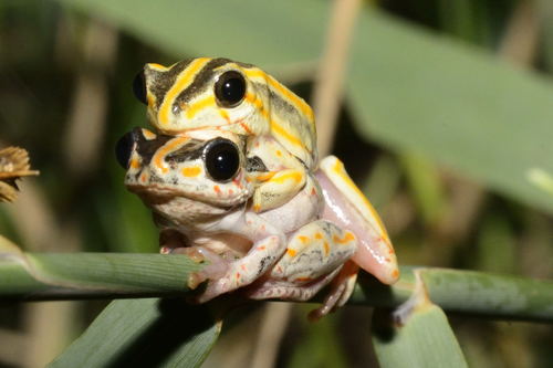 Painted Reed Frog, photo 6 of 10