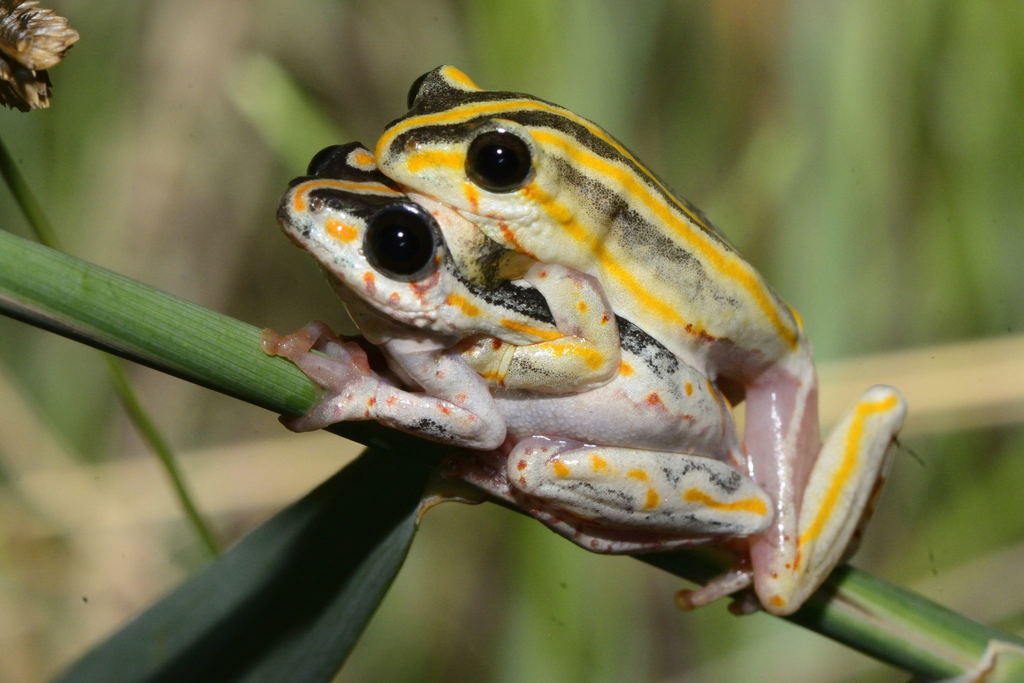 Marbled Reed Frog