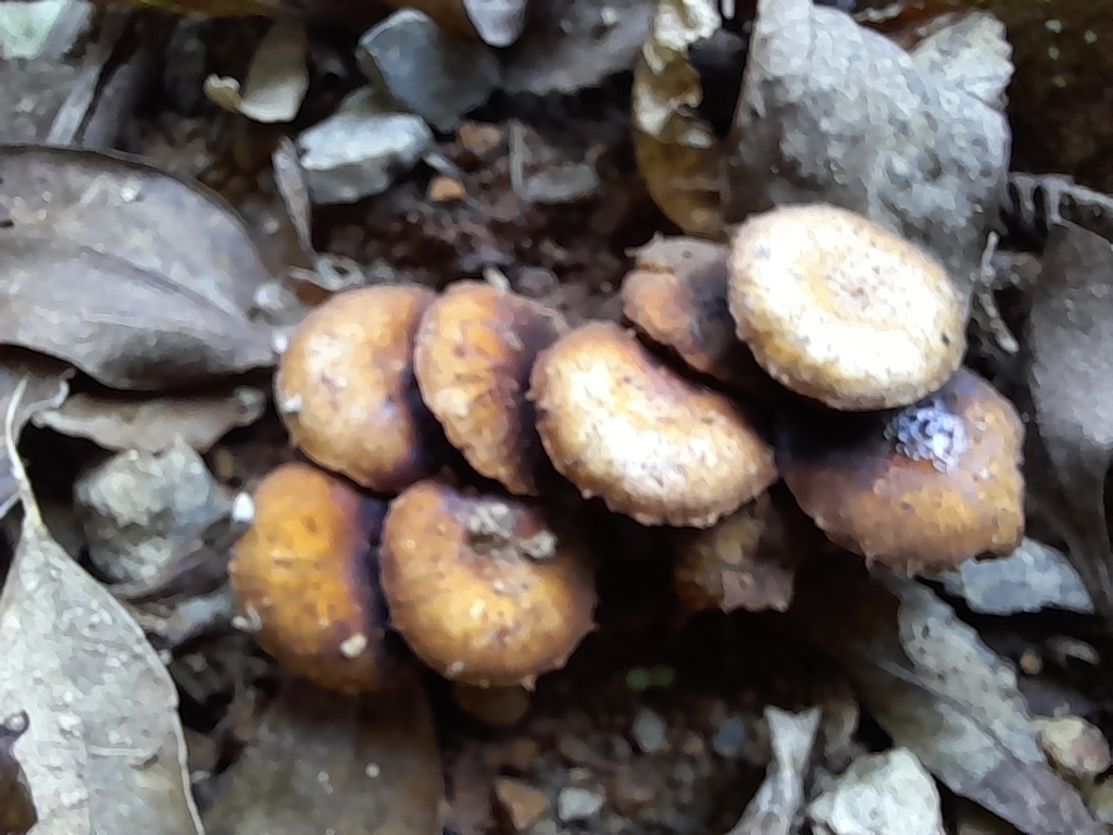 Pholiota subflammans · March 2025 · photo: © mphnz (iNaturalist, cc0)