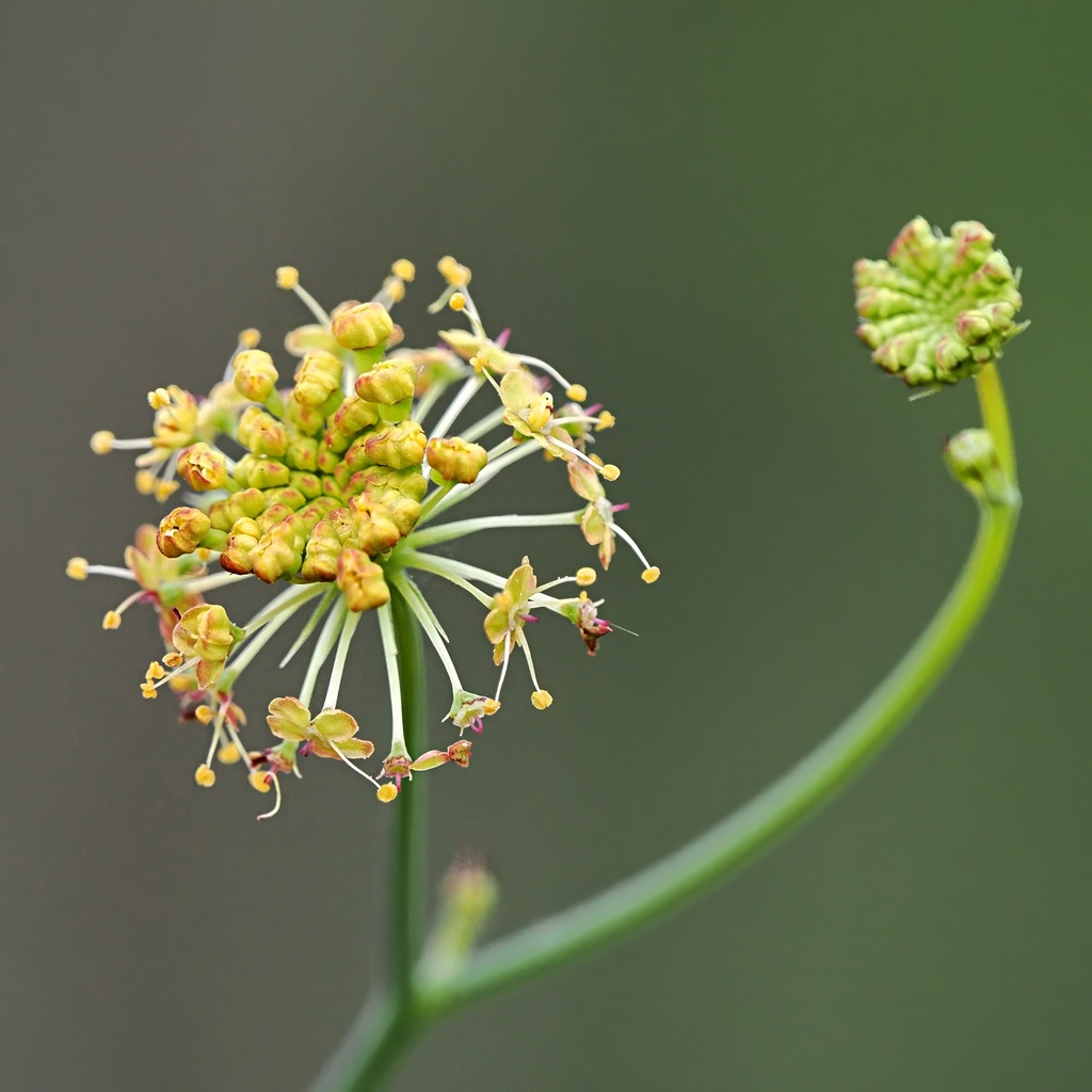 Trachymene microcephala