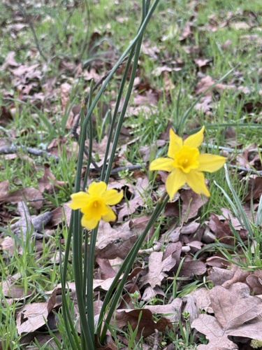 Narcissus odorus