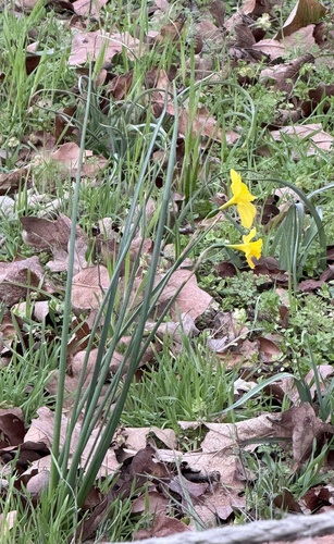 Narcissus × odorus, photograph 2