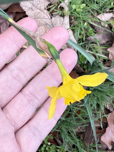 Narcissus × odorus, photograph 3