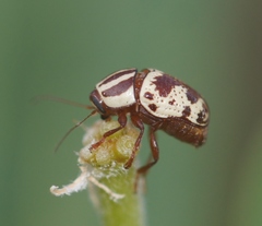 Cryptocephalus leucomelas