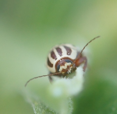 Cryptocephalus leucomelas