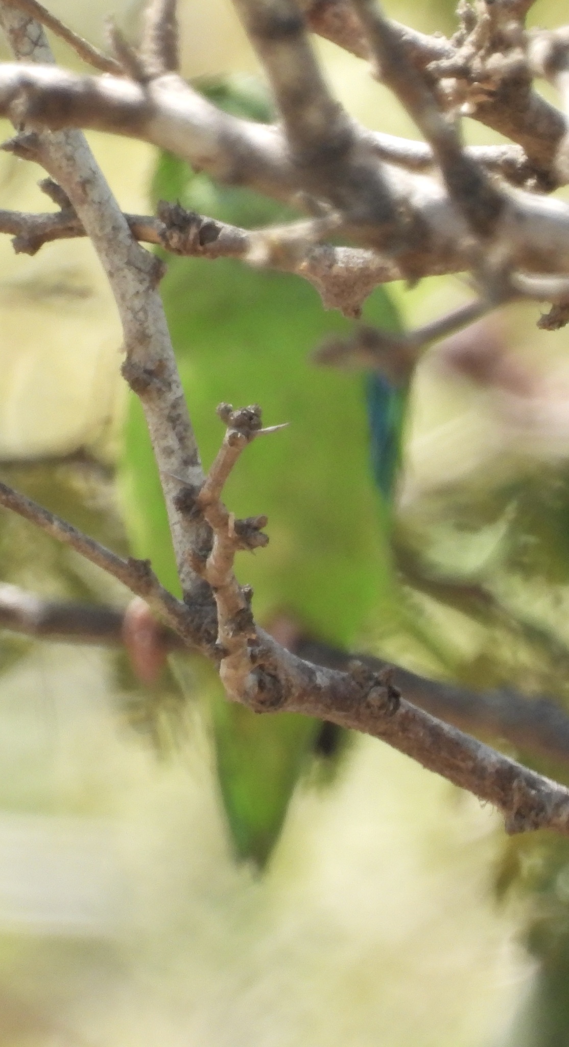 Green-rumped Parrotlet (Forpus passerinus), photo 8