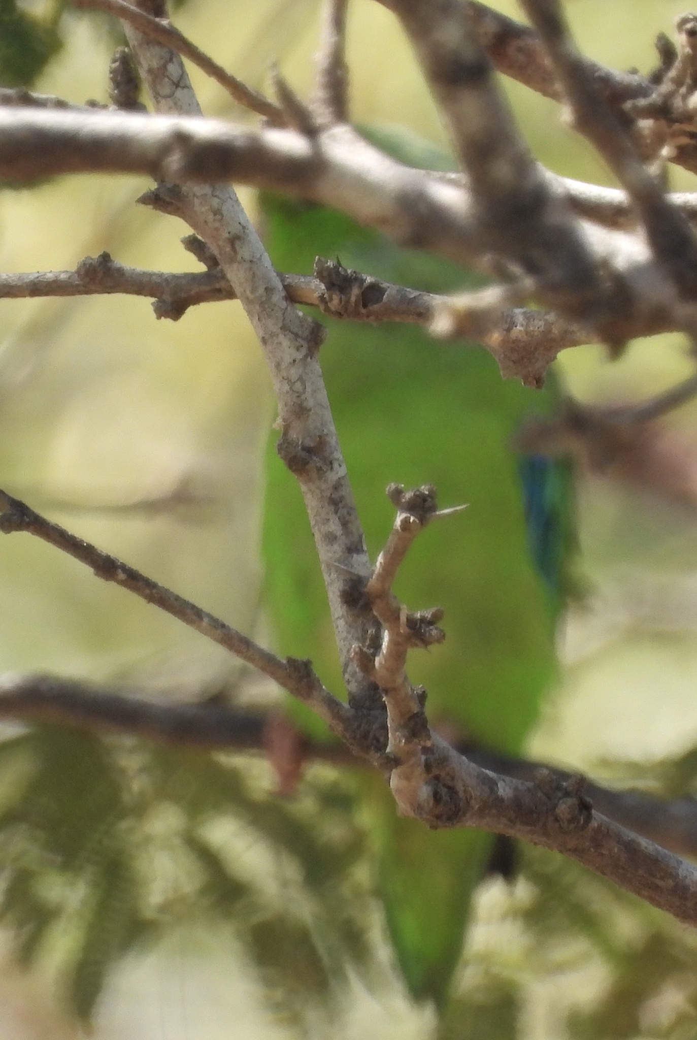 Green-rumped Parrotlet (Forpus passerinus), photo 9