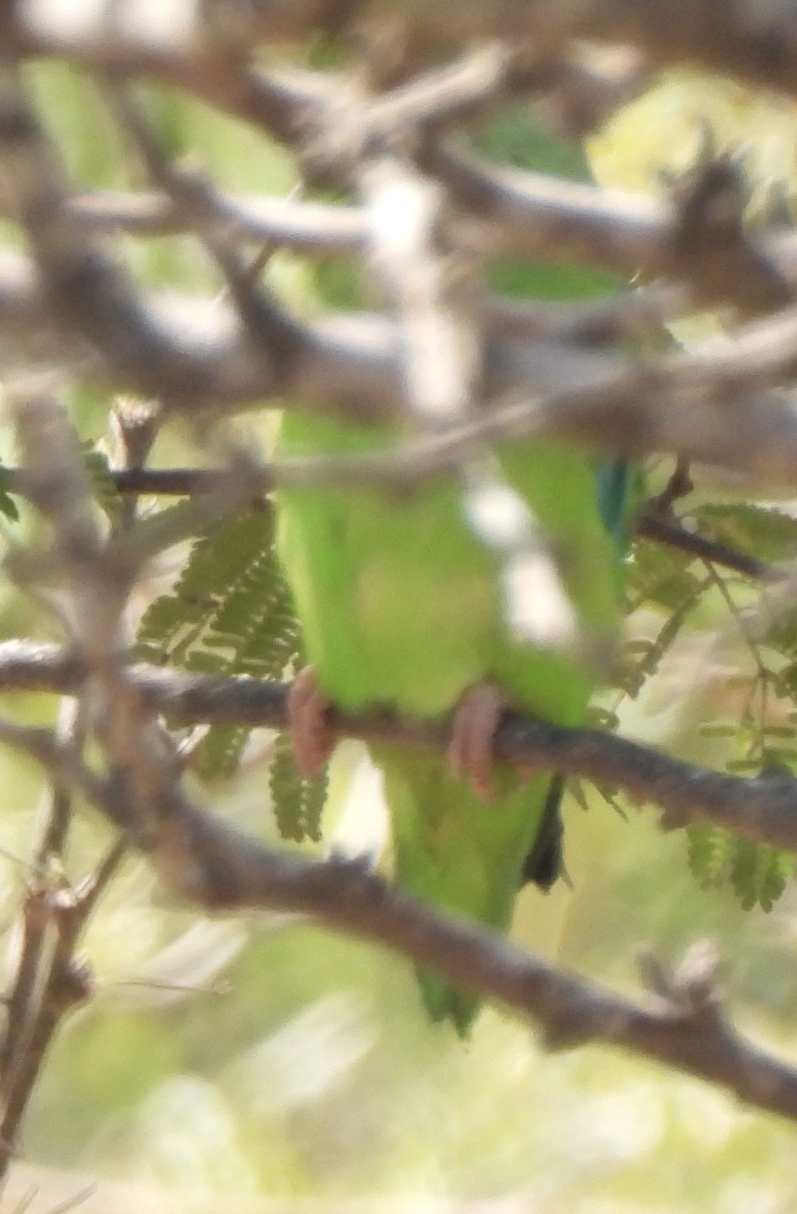 Green-rumped Parrotlet (Forpus passerinus), photo 10